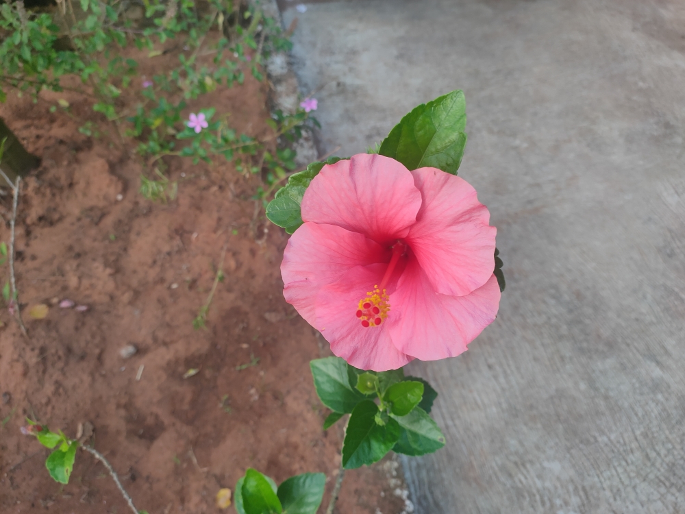 Hibiscus , Flower, nature, Hibiscus, bloom