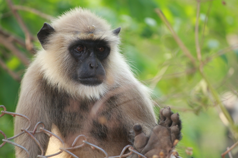 The portrait, Animal, langoor, forest, closeup, black, wildlife, 