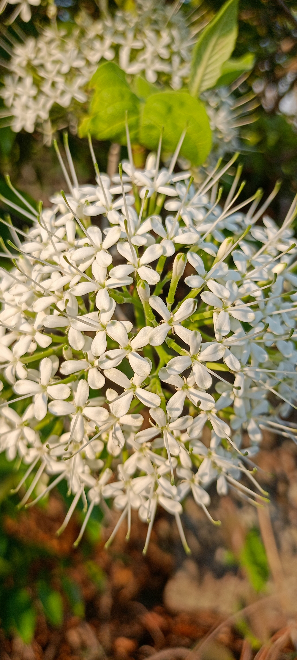 Pavetta flower , #nature #photography #love #instagood #photooftheday #travel #sky #beautiful #art #naturephotography #like #landscape #sunset #photo #picoftheday #instagram #sun #beach #life #winter #sea #fun #cute #clouds #happy #naturelovers #summer #bhfyp, summer tirathgarh waterfall waterfalls indianwaterfall  nationalpark kangervalleynationalpark Raipur CG forest HD wallpaper view kangervalley tirathgarh waterfall waterfalls jungle Bastar Chhattisgarh photosoftheday photo gallery wallpaper view kangervalley instapicture instagood viralpic, 