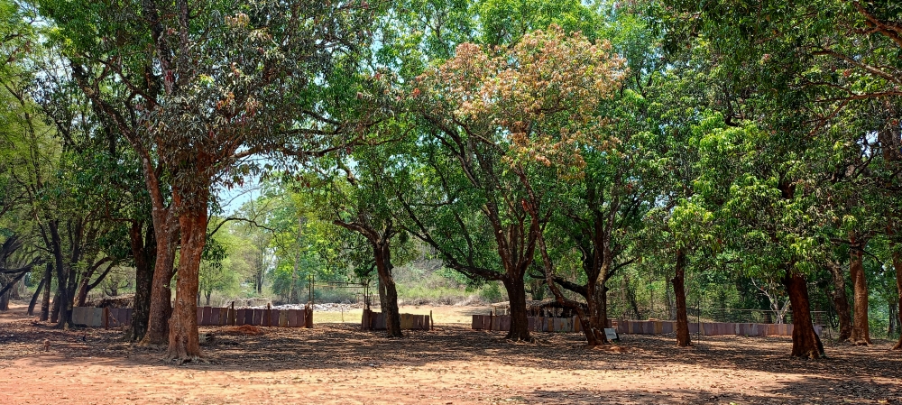mango orchard , mango orchard, Kotamsar village , Nature background wallpaper hdclicks fullHD landscape limestonecaves wild bastar chhatishgarh kangervalleynationalpark kvnp, wildlife HD wallpaper background picture wild animals Nature Photography tree spoteddave indianbird bastar munnabaghelphotography potooftheday Dave nationalpark kvnp forest jungle kangervalleynationalpark jagdalpur awesome birdphotography photosofbird nature gochhatishgarh chhatishgarh photo, summer tirathgarhwaterfall tirathgarh waterfall waterfalls indianwaterfall nationalpark kangervalleynationalpark Raipur Chhattisgarh photosoftheday photo gallery wallpaper view kangervalley instapicture instagood viralpic forest HD quality image Bastardistrict photography, #nature #photography #love #instagood #photooftheday #travel #sky #beautiful #art #naturephotography #like #landscape #sunset #photo #picoftheday #instagram #sun #beach #life #winter #sea #fun #cute #clouds #happy #naturelovers #summer #bhfyp, 