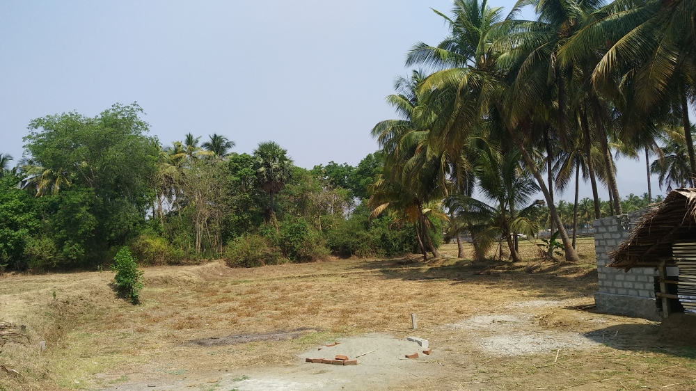 Farm near house, Village, Kerala, house, near, farm, palakkad, green