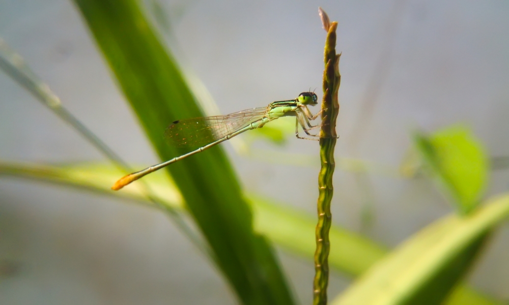 dragonfly , dragonfly, mobile photography, macro photography, fly, Green, insects, butterfly