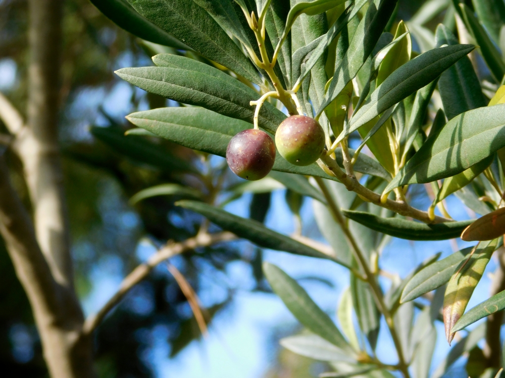 Olive, marinated, food, organic, ripe, greece, oil, vegetable, isolated, background, closeup, olive, white, whole, pile, pitted, ingredient, canned, fruit, berry, healthy, green, greek, heap, vegetarian, raw, natural, group, round, sliced, salted