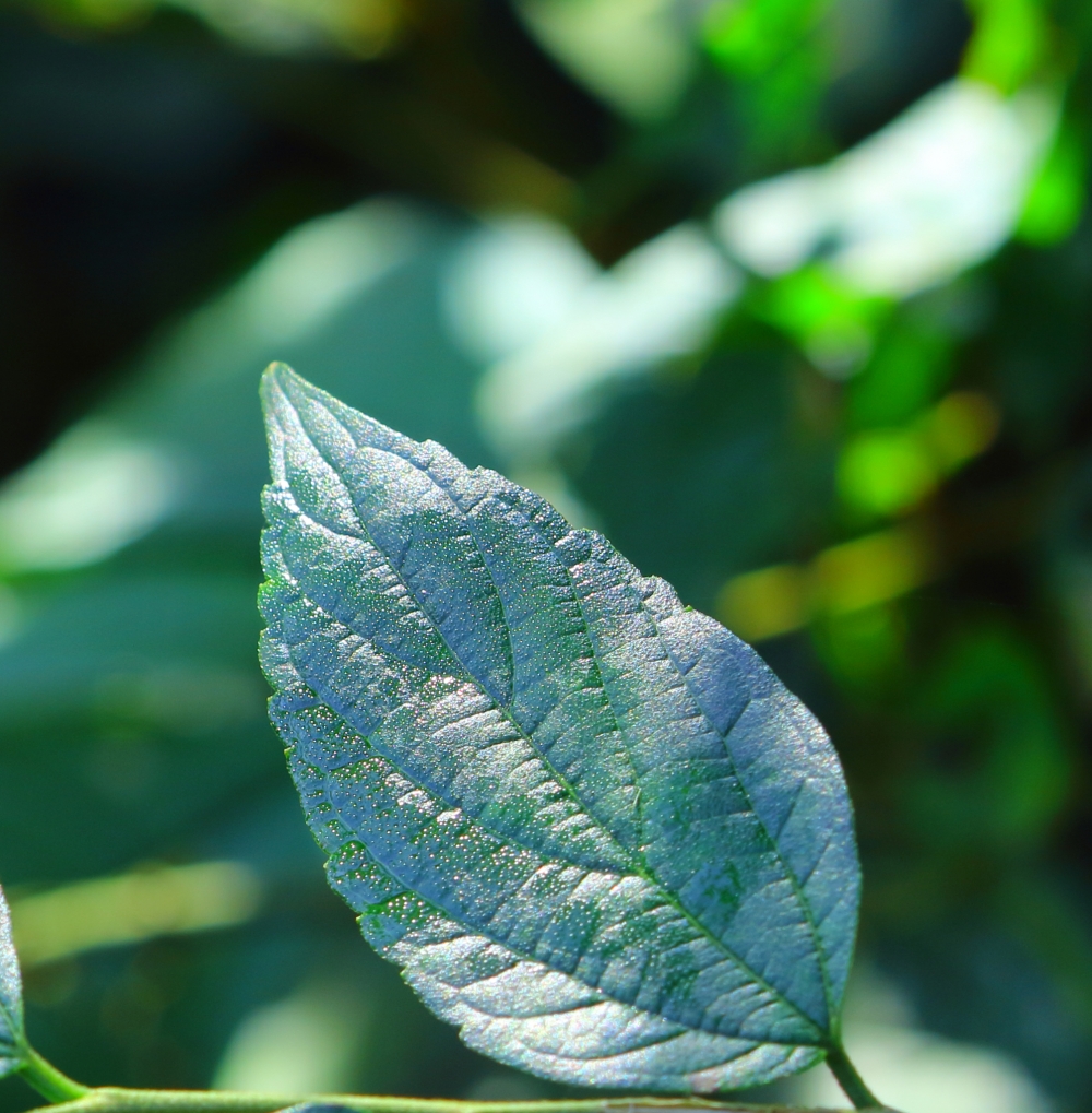 beautiful leaf, leaf,gree,,close,up,macro,new,fresh,