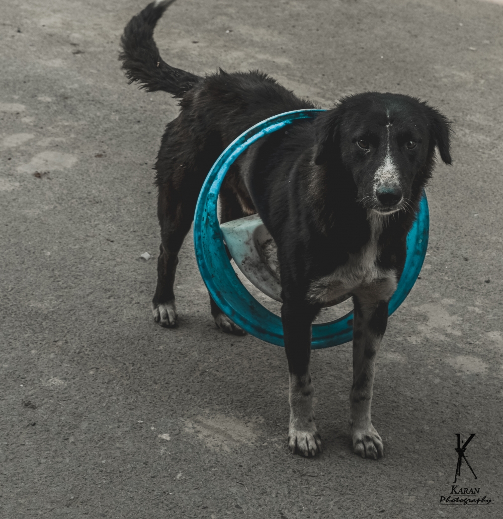 Black and white dog, Love, dog, black, white, Animal, Lovely, 