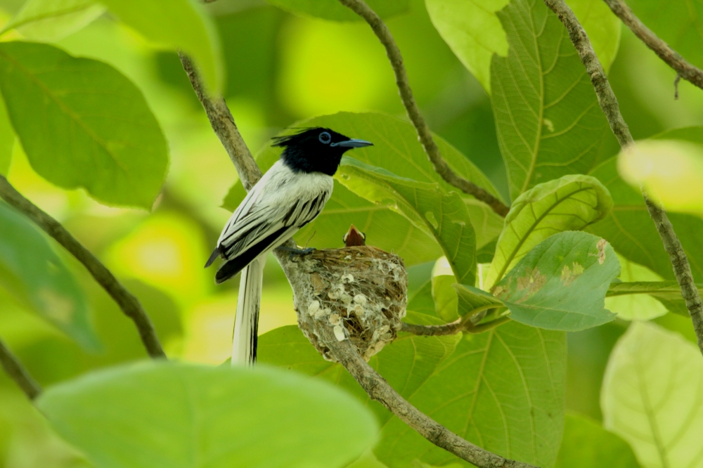 Asian Paradise flycatcher, into the wild,wildlife, wildlife photography, nature beauty, birding, flycatcher, Asian,  canon photography