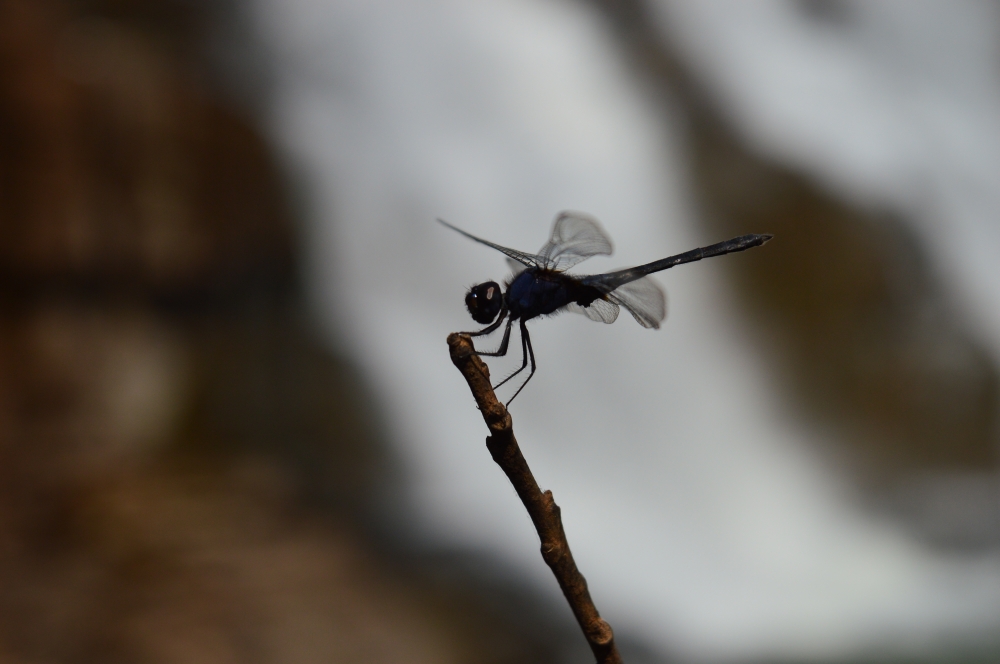 dregonfly, #nature #wallpaper #HD #stock #landscapes# stone#reflection#wild #forest #nationalpark, dragonfly, 