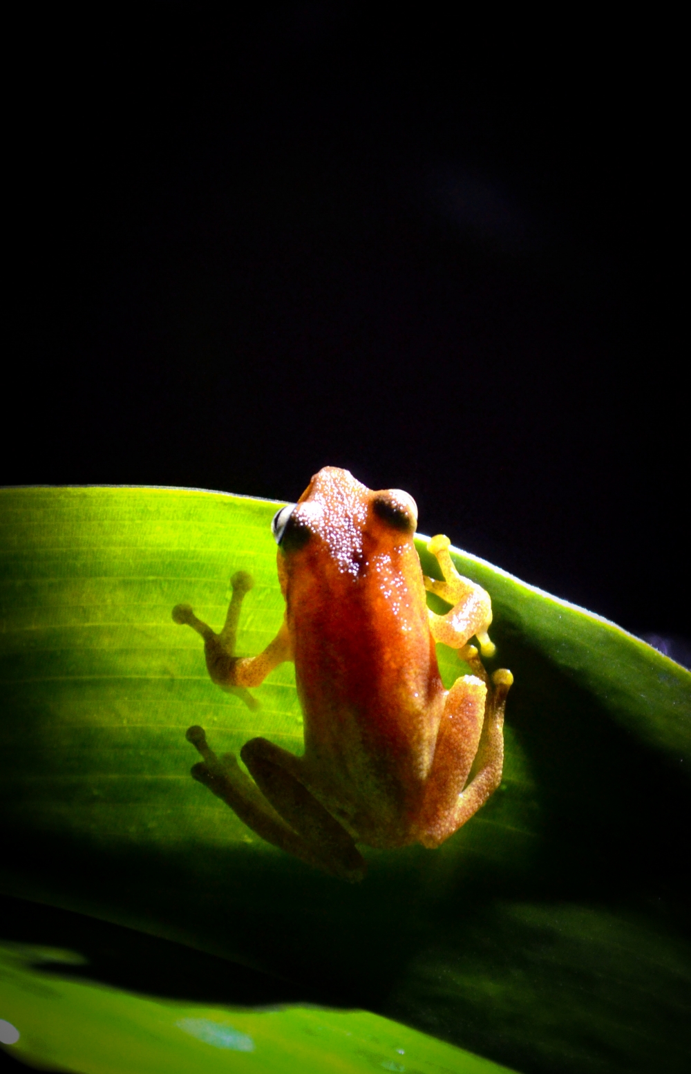 Tree Frog, #treefrog