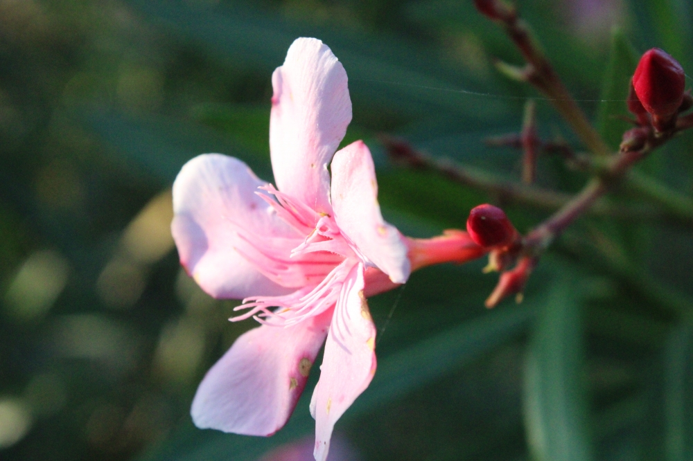 There are always flowers for those who want to see them, Flower, natural, beautiful, water_drop, cannon, eoscannon, 1500d, cannon1500d, Betel leaves, @photography, PG click, Flower, sunflower, beautiful, yellow, Nature, Photography, 