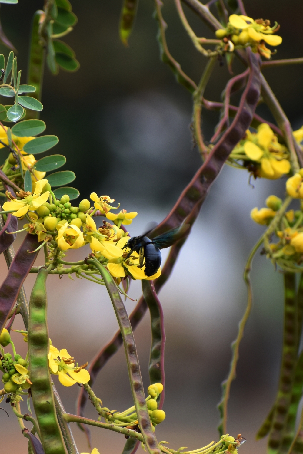 Carpenter Bees - Parasitism, Carpenter Bees, carpenter bee, nature, insect, blossom, bloom, lower, close up, pulcherrima, wing, macro, yellow caesalpinia, black carpenter bee, flower, winged insect, wings, hymenoptera, entomology