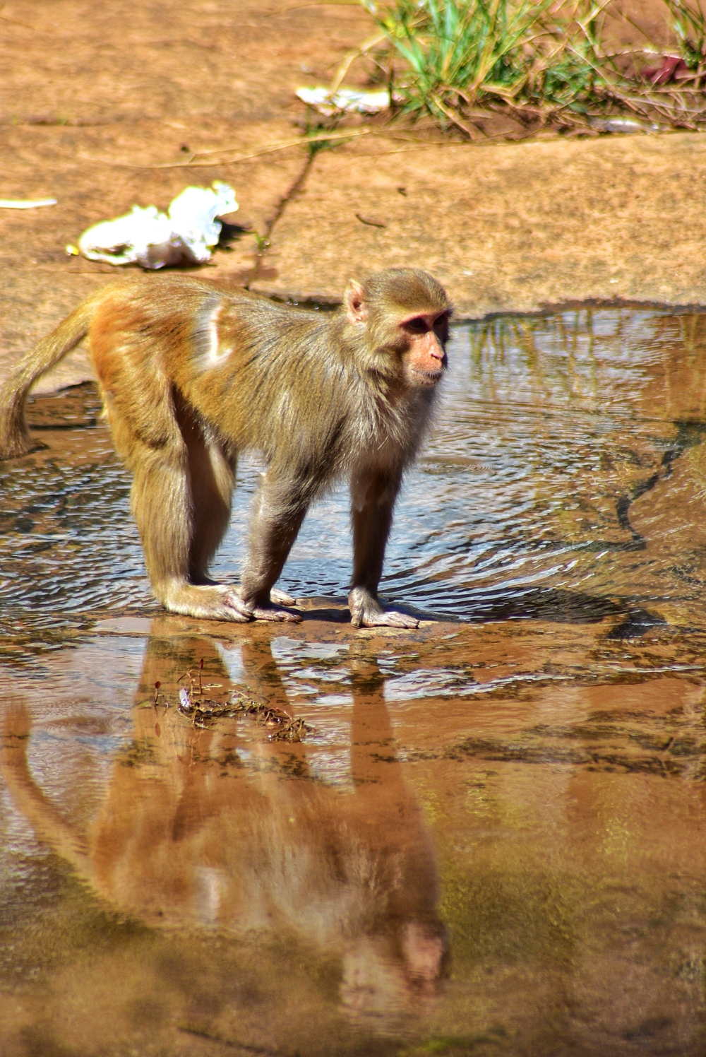 Monkey,   This picture is taken in Bastar district of Chhattisgarh., #nature #photography #love #instagood #photooftheday #travel #sky #beautiful #art #naturephotography #like #landscape #sunset #photo #picoftheday #instagram #sun #beach #life #winter #sea #fun #cute #clouds #happy #naturelovers #summer #bhfyp, #Monkey #wildlife #nature, #nature #chitrakhotwaterfall #landscape #HD #wallpaper #background #picture #chitrakhot #Bastar #MunnabaghelPhotography, 