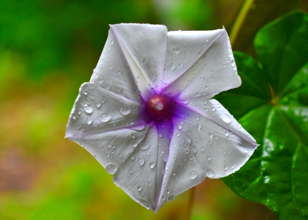 flower, White Flower, Flowers, photographylover