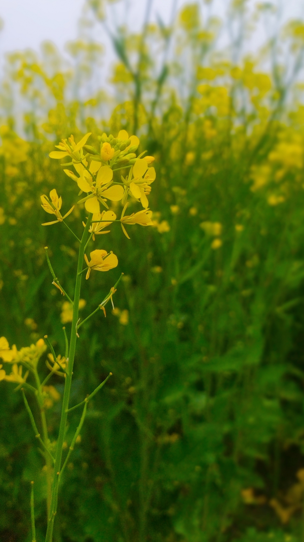 Flower, #flower #sunflower #beautiful #yellow #nature #photography, 