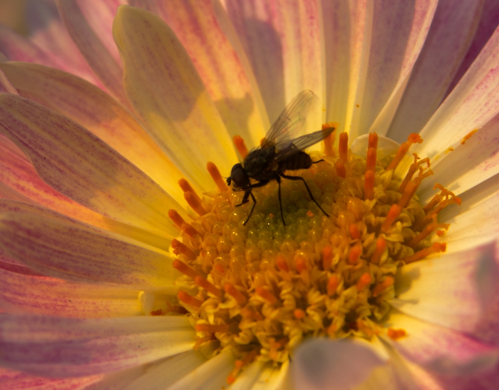 The bee and the flower, Nature, Flower, plant, bee, fly, Macro photography, Macro, Close up, colorful, yellow flower, 