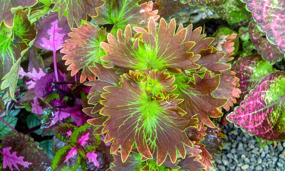 colorful leaves , colorful leaves,leaf,colorful, photography of leaves, photography of leaf, 