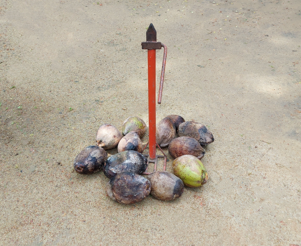 coconut  , coconut,fresh,drink,coconuts,kerala coconuts,natural coconut,coconuts tree seeds,