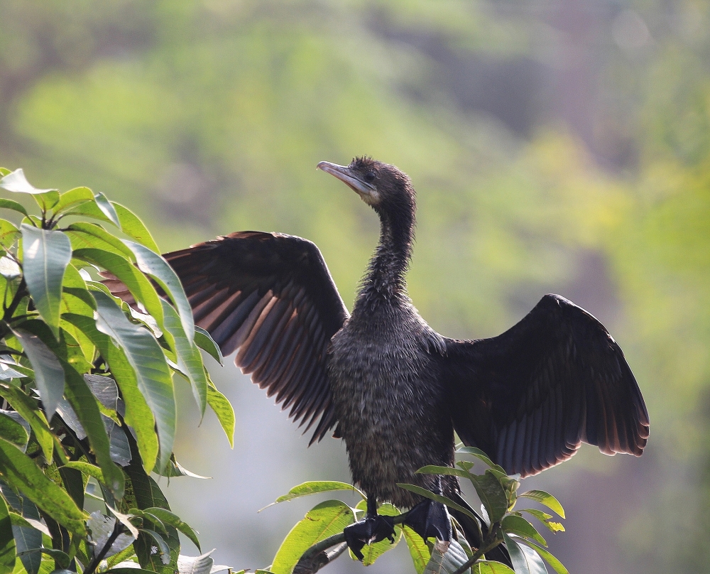 Little Cormorant - Show Stopper, Beautiful,  nature,  creatures,  black beauty,  green 