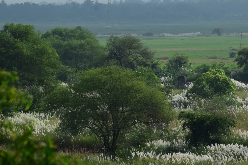green, emotion, village ,photography ,inspirational quotes ,colourful ,explore the globe ,sky ,nature ,tress ,travel photo ,travel world, 