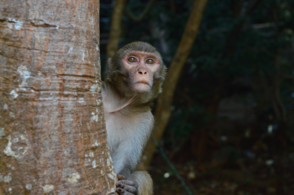 Monkey2, #monkey #sitting #looking #nature #greenary #wildlife #sunset point #baatar #kangervallynationalpark  #animal, 