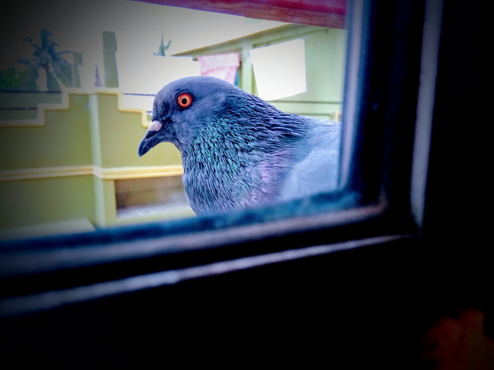Staring bird, Bird,pigeon,red eyed,