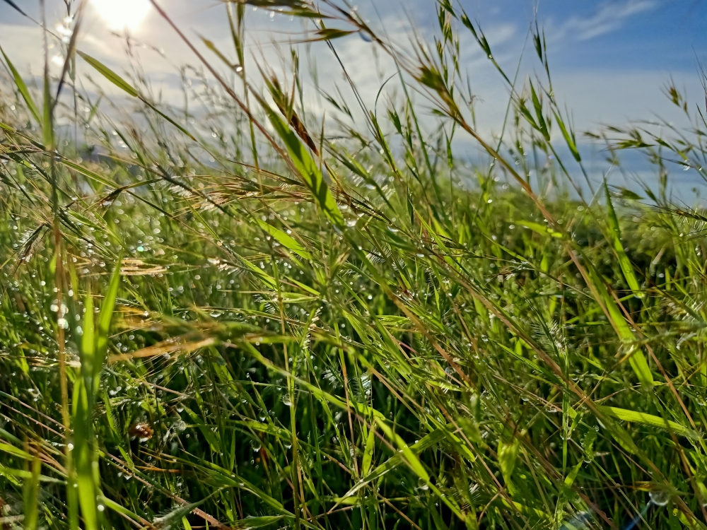 Grass,morning,sunrise,water drops on grass, Grass, Green Field, Green, greenery, greens, Sunrise, Sunlight, Sunny, plant, plants, landscape, water, waterdrops on leaf, 