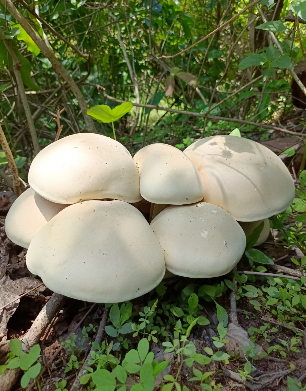 Mansoon session beauty mashroom , #Nature #background #wallpaper #hdclicks #fullHD#fksayyad @f.k.sayyad, 