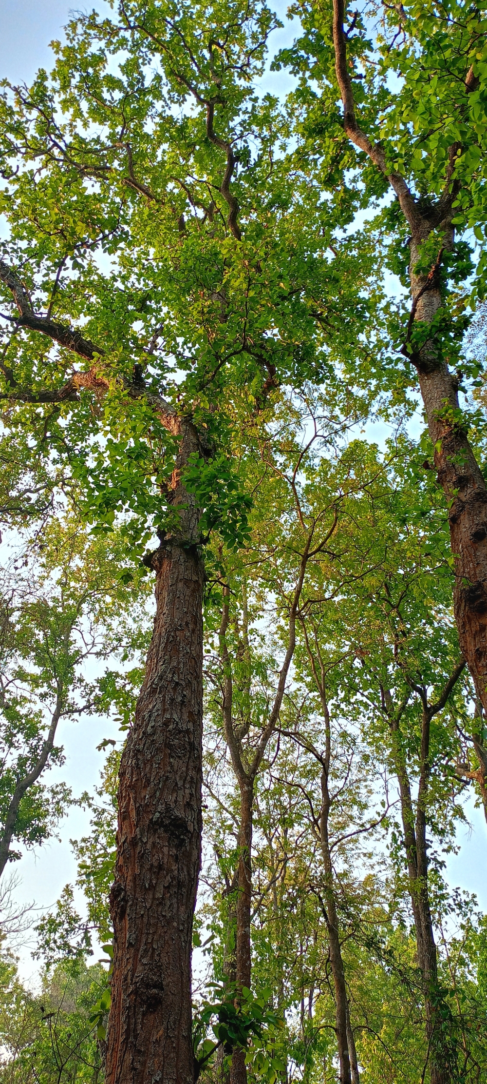 sal tree , sal tree , nature landscape background hdclicks fishing wallpaper people stock Fisherman photos photooftheday Bastar kangervalleynationalpark kvnp nationalpark naturephotography Munnabaghel_photography, #nature #photography #love #instagood #photooftheday #travel #sky #beautiful #art #naturephotography #like #landscape #sunset #photo #picoftheday #instagram #sun #beach #life #winter #sea #fun #cute #clouds #happy #naturelovers #summer #bhfyp, wildlife HD wallpaper background picture wild animals Nature Photography tree spoteddave indianbird bastar munnabaghelphotography potooftheday Dave nationalpark kvnp forest jungle kangervalleynationalpark jagdalpur awesome birdphotography photosofbird nature gochhatishgarh chhatishgarh photo, summer tirathgarh waterfall waterfalls indianwaterfall  nationalpark kangervalleynationalpark Raipur CG forest HD wallpaper view kangervalley tirathgarh waterfall waterfalls jungle Bastar Chhattisgarh photosoftheday photo gallery wallpaper view kangervalley instapicture instagood viralpic, 