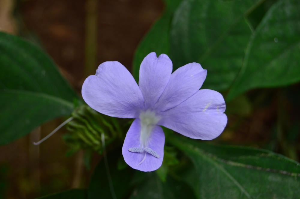 flowaer, #Flowers #Nature #hdclicks #photooftheday #winter #background #fullHD #landscape #wildflowers, 