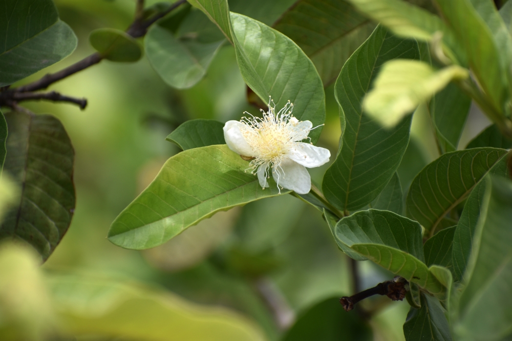 Guava Fruit Flower, guava, koiyapalam, fruit, leaves, best, ntioxidants, herbal, tea, vitaminc, flower 
