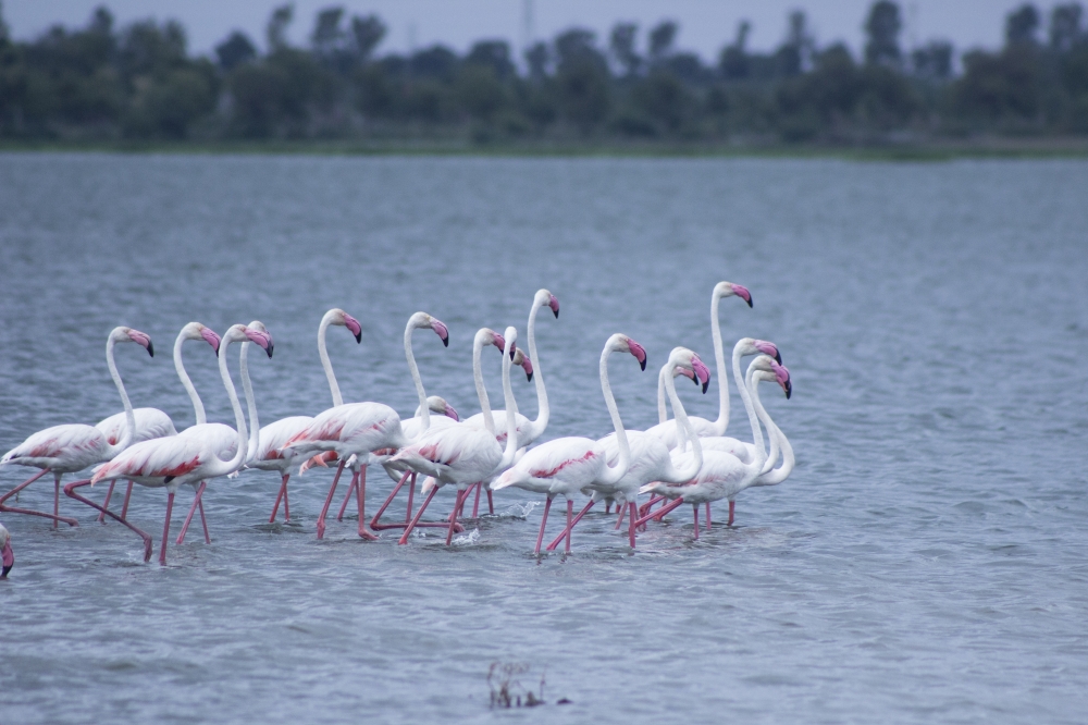 A pink beauty lesser flaming was passing in water and got this amazing moment,, flamingo, gujrat, bird, love, water, sky