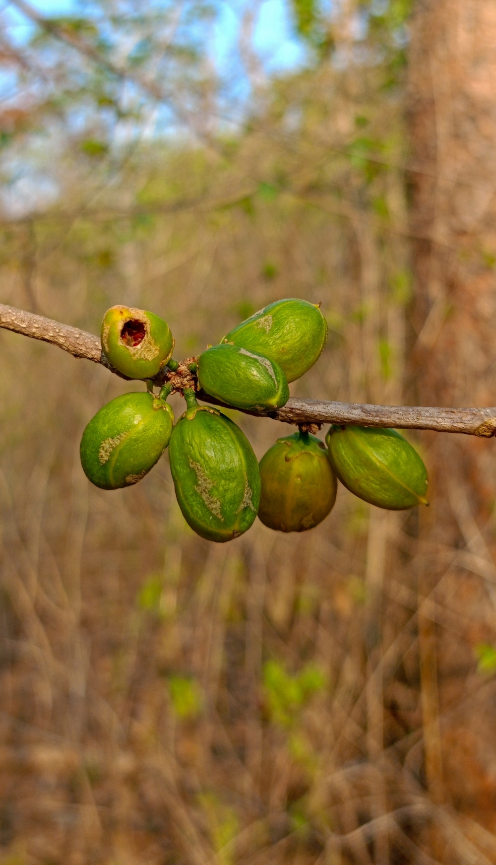 Wild fruit , nature landscape background sunrays hdclicks nikongair lake reflection photos Bastar chhatishgarh sky clouds photooftheday naturephotography, wildlife HD wallpaper background picture wild animals Nature Photography tree spoteddave indianbird bastar munnabaghelphotography potooftheday Dave nationalpark kvnp forest jungle kangervalleynationalpark jagdalpur awesome birdphotography photosofbird nature gochhatishgarh chhatishgarh photo, summer tirathgarh waterfall waterfalls indianwaterfall  nationalpark kangervalleynationalpark Raipur CG forest HD wallpaper view kangervalley tirathgarh waterfall waterfalls jungle Bastar Chhattisgarh photosoftheday photo gallery wallpaper view kangervalley instapicture instagood viralpic, #nature #photography #love #instagood #photooftheday #travel #sky #beautiful #art #naturephotography #like #landscape #sunset #photo #picoftheday #instagram #sun #beach #life #winter #sea #fun #cute #clouds #happy #naturelovers #summer #bhfyp,  Wild fruit,
