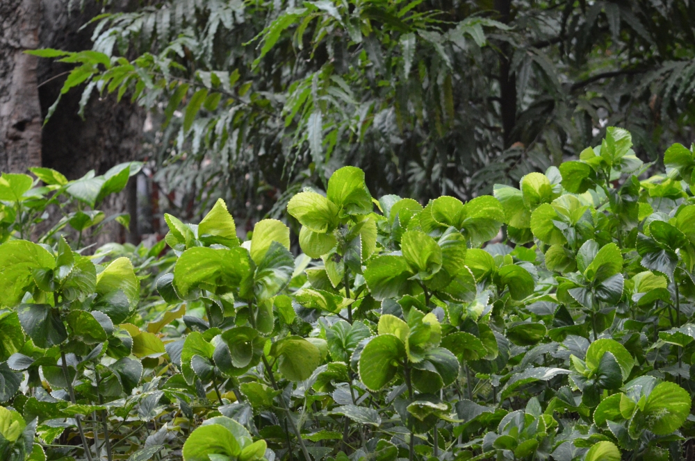 Green Plants, Plants