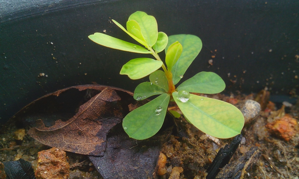 plant, plant,tree,leaf,green,nature,landscape photography,image,picture,plant picture, plant image, life,nature photography,