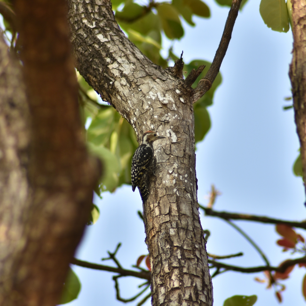 Yellow-crowned woodpecker Birds, #nature #photography #love #instagood #photooftheday #travel #sky #beautiful #art #naturephotography #like #landscape #sunset #photo #picoftheday #instagram #sun #beach #life #winter #sea #fun #cute #clouds #happy #naturelovers #summer #bhfyp, Bird in India, chameleon wildlife HD wallpaper background picture wild animals Nature Photography,  Yellow-crowned woodpecker, Birds