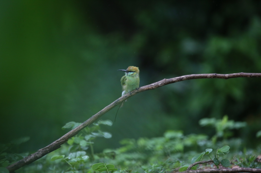 Bee eater, @bee eater @pgclick @photography @birds