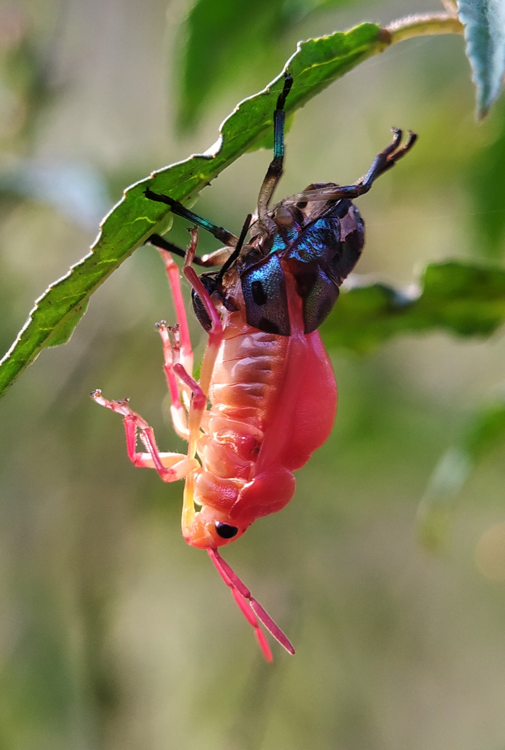 New look, #Jewel_bug #Natural #MobilePhotography #MobileCamera #NaturalBeauty #MiA2 #LeafBeetle #MobileClick