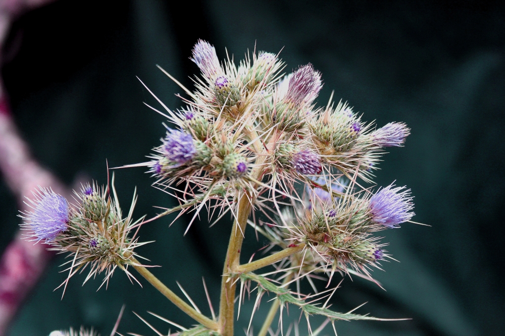 Colorful Flowers, Beautiful, colorful, flowers, homegrown, outdoor, red, yellow, green, sky, wall, mountains,