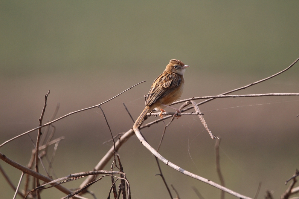 Zitting Cisticola , Bird,  nature,  beautiful,  branch,  wildlife, dslr 