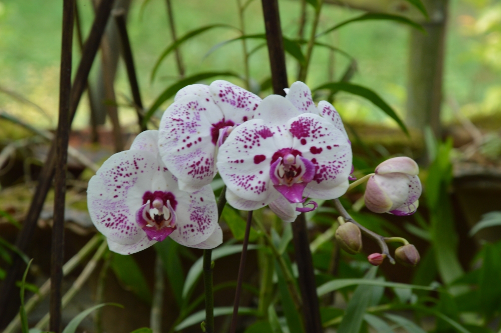 FLOWER  LOOKS LIKE A HUMAN FACE, Flower, Purple Flower, FLOWER LOOKS LIKE HUMAN FACE, GREEN, Leaf, bunch of flowers, bunch of flower, 
