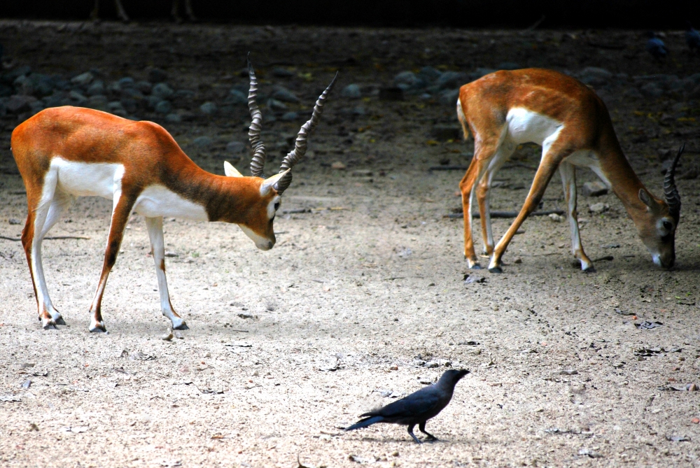 The black bucks, Antelope,black buck, Indian wild life, wild ,nature, forest,outdoor