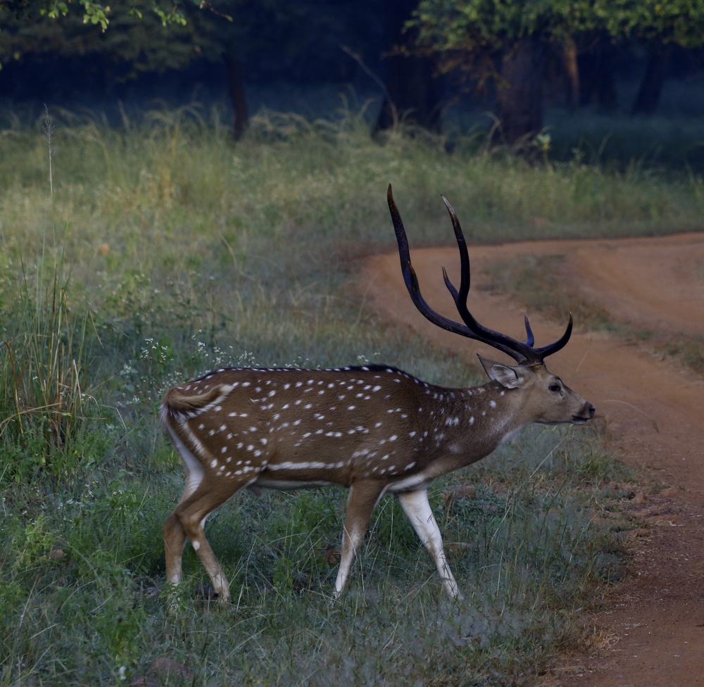 Spotted deer Male, into the wild,wildlife, wildlife photography, nature beauty, spotted_deer, mammal, animal,  canon photography