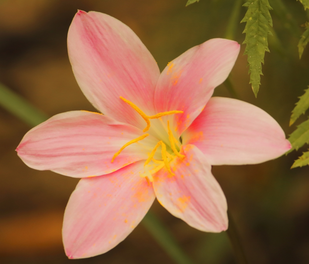 Rain lily zephyranthes, nelumbo; asian; flowers; tropical; nucifera; pink; flora; oriental; sacred; lotus flower; blooming; rain forest; exotic; bloom; lotus; aquatic; nymphaeaceae; beautiful; lily; summer; japanese; petals; nature; flower; zen; red; leaves; six; love; 