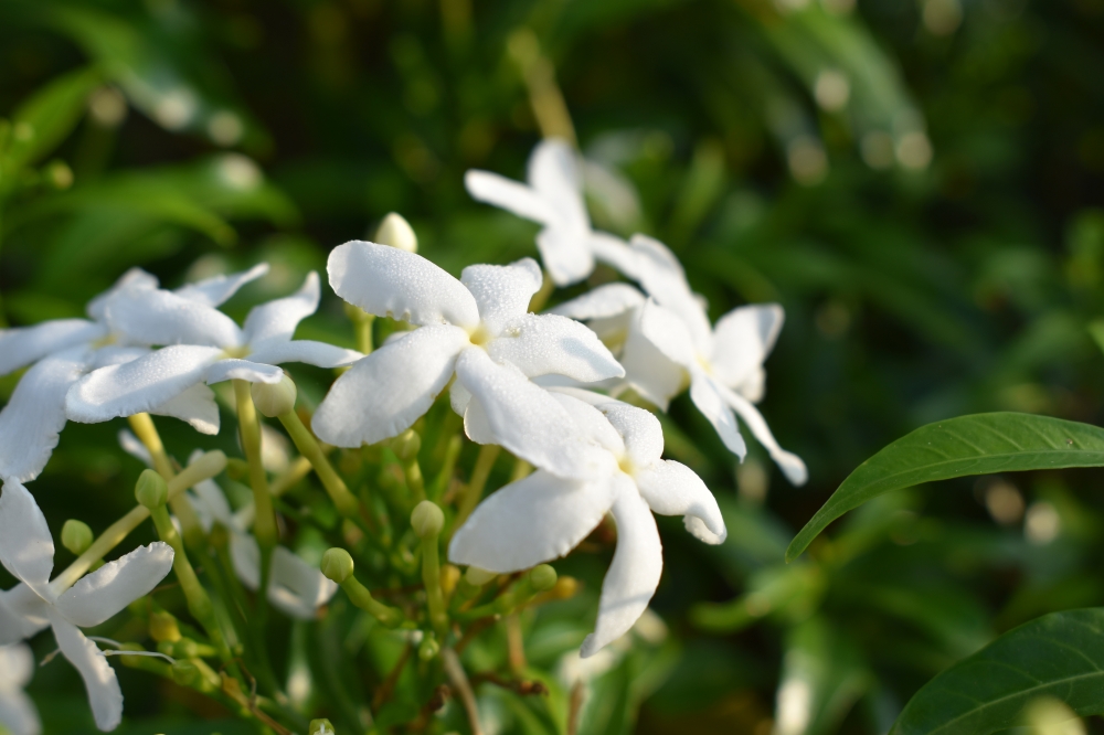 Indian Rosebay, Chandni, Flower, Nanthiyavattai, Indian, Rosebay