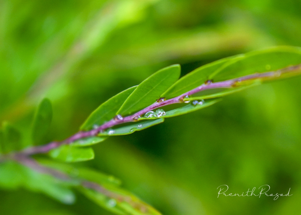 Nature, Green Field, Green, greenery, Green leafs, waterdrops, waterdrops on leaf, natural, Nature, Photography, Macro photography, 