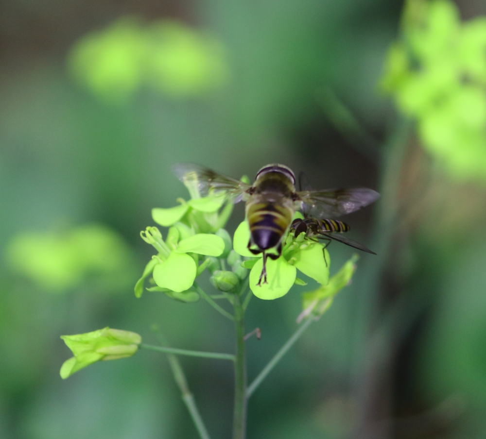 honey bee on  flower , honey, bee, vein; leaf mustard; natural; oriental; raw; food; leaves; fresh; textured; young; bright; healthy; organic; cooking; herb; garden; homegrown; annual; growing; daylight; mustard green; grow; vegetable mustard; closeup; vietnamese; farm; dirt; nature; green; summertime; agriculture; mustard; field; plant; tranquil; absence; growth; sunny; image; leisure; cultivation; scenic; rural; crop; scene; generated; picturesque; yellow; saag; sarson;, 