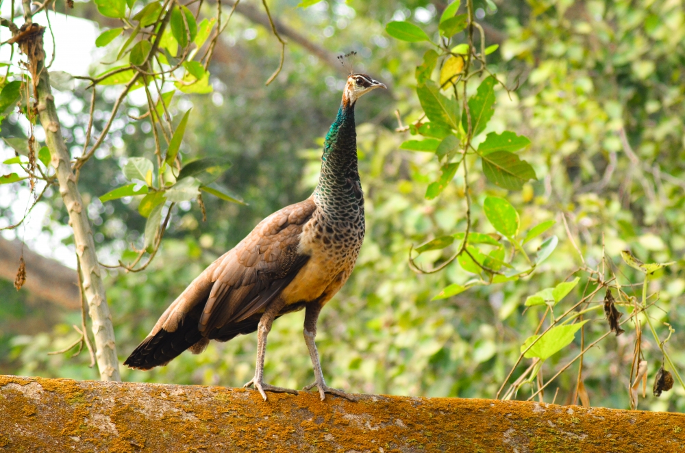 Pehen, #wildlife #bird, 
