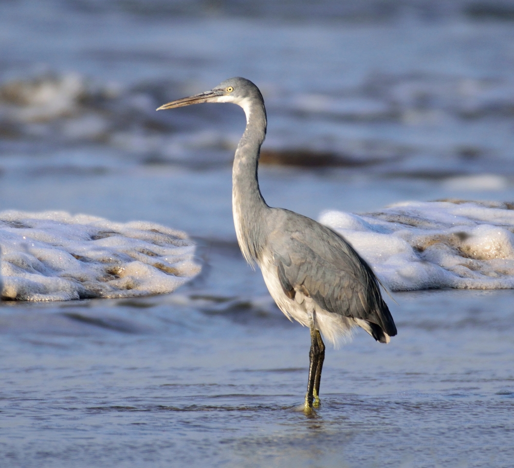 The Sentinel of the sea., western reef egret,costal birds,