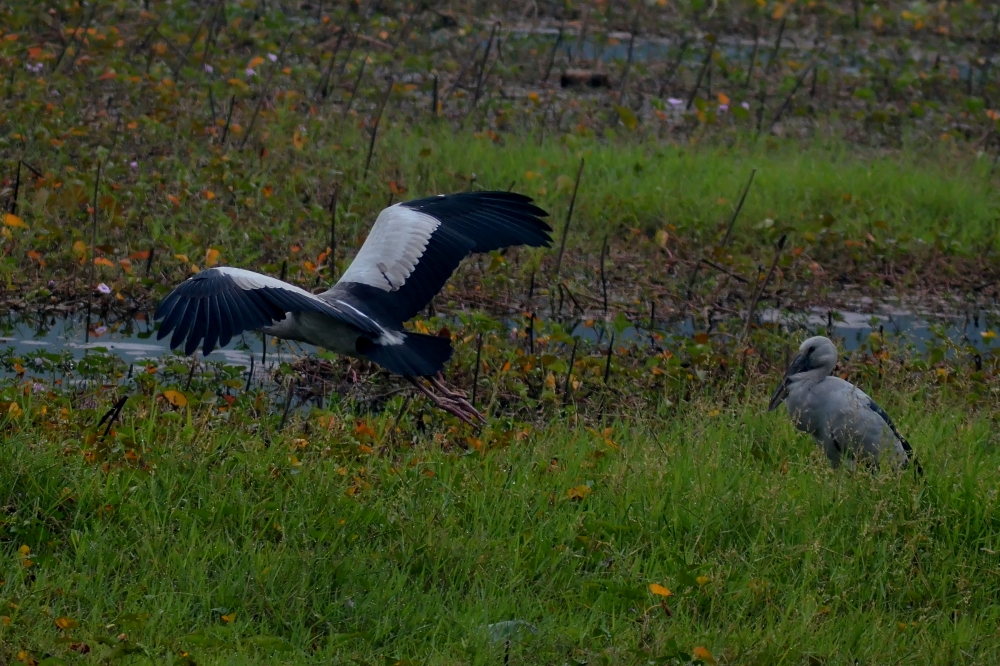 My Last Fly, Bird,foreign birds,black birds