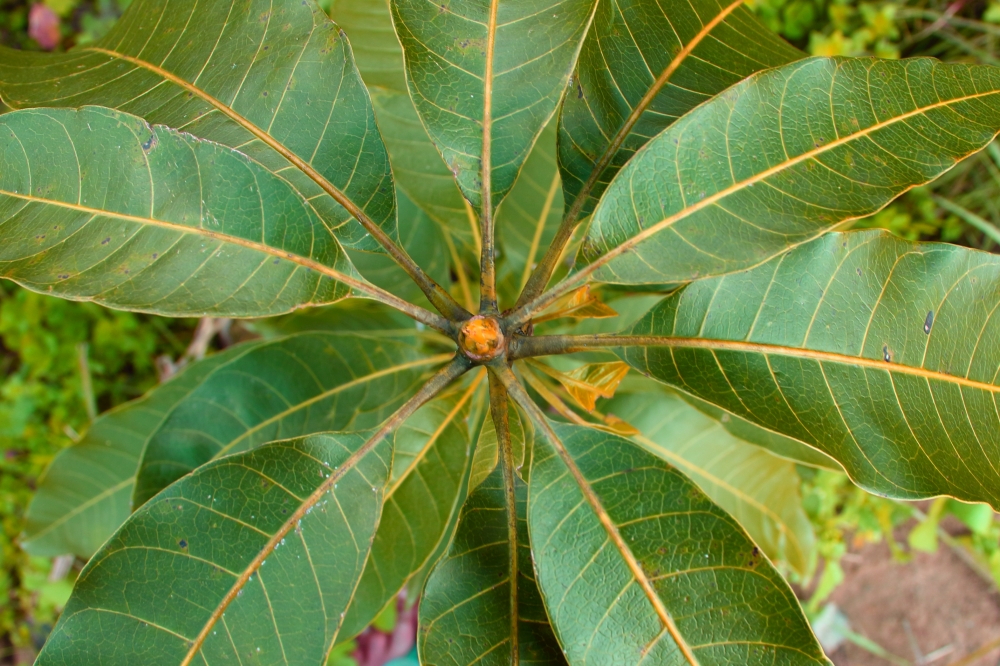 mango plant , aam,amngo,plant,small,tree,leaf,leaves,green,