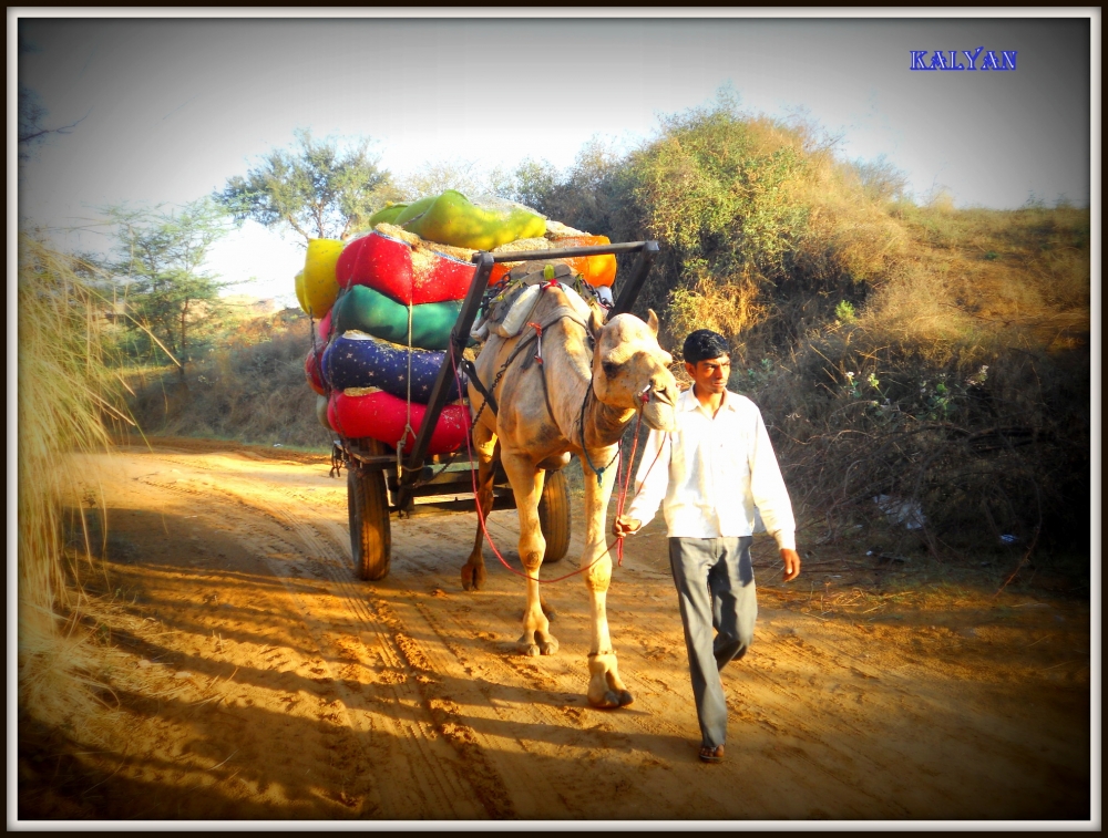 Village life,Rajesthan, kalyan